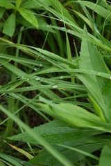 Obraz premium Morning dew on blades of grass
