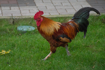 Walking rooster on the background of grass in the park