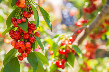 Obraz premium Sweet cherry fruits on the tree background.