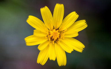 Daisy