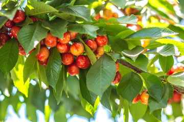 Sweet cherry fruits on the tree background.
