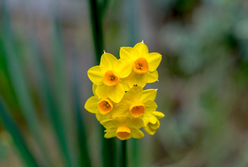 Daffodil