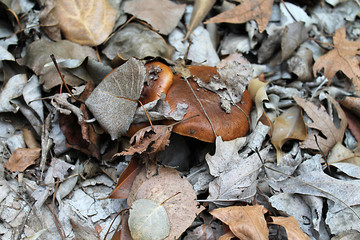 Two brown mushrooms among the dry leaves