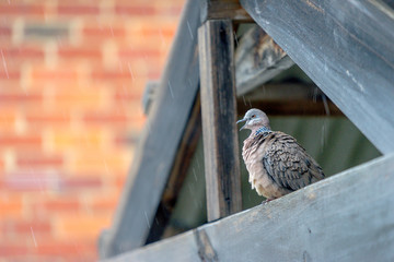 Singing Pigeon