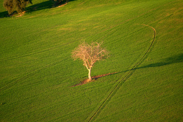 tree in green field,landscape,agriculture, tree, hill, farm, rural,countryside, 