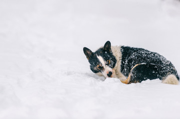 Portrait of poor frozen homeless puppy covered in snow lying in snowdrift and biting own paw. Hungry wolfish dog lost owner in cold winter weather. Unhappy wild animal outdoor. Lonely domestic pet.