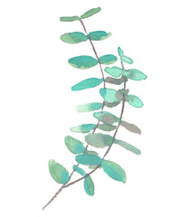 Curved branch of light green eucalyptus painted in watercolor on clean white background