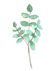 Branch of green eucalyptus plant painted in watercolor on clean white background