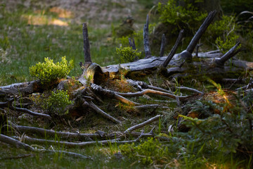 death trees, busch, exhalacion