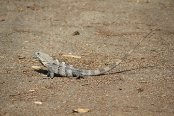 Small but funny iguana sat on hot sand of Costa Rica