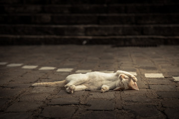 Cute serene sleeping kitten relaxing  in funny pose on road