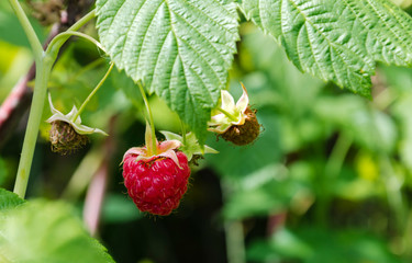 red raspberry berry on a branch