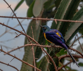 Deep Purple, Blue, and Yellow Plumage on a Gold Breasted Starling in a Tree