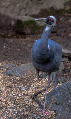 White, Red, and Grey Plumage on a White Nape Crane Standing on One Leg