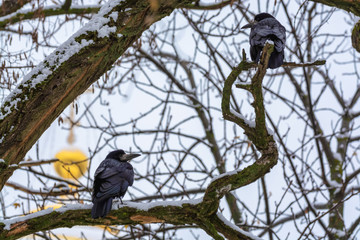 Two crows sitting on a branch against the background of the golden domes of the church