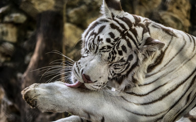 white bengal tiger