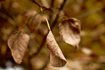 Close up of dried Autumn leaves