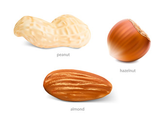 Realistic nuts isolated on white background.  Peanut, hazelnut, almond. Ready for your design. Vector illustration. EPS10.