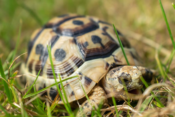 Young steppe tortoise on the green grass.
