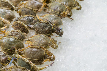Flower crab, Blue crab, Blue swimmer crab, horse crab, Sand crab on ice.