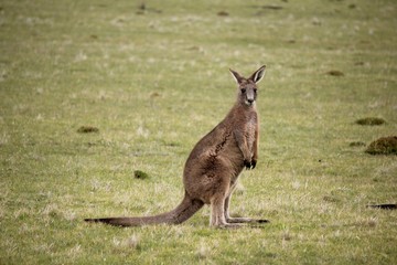 Cute kangaroo looking at you in Australia