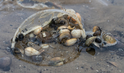 Plastikbecher am Strand