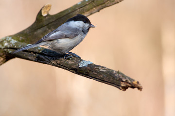 Willow tit sits on a dry branch with a seed in its beak in the morning in the spring forest park.