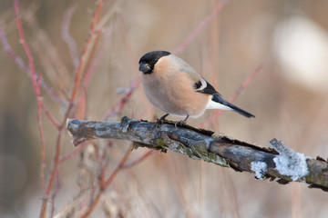 Eurasian bullfinch sits on a dry branch on the background of a bush in the winter forest park.