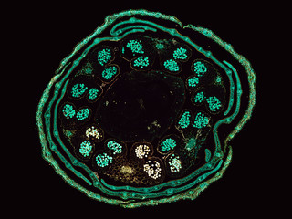 brassica oleracea cabbage flower bud - cross section cut under the microscope – microscopic view...