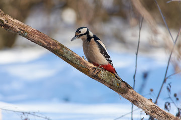 Great spotted woodpecker sits on a lichen-covered branch in a clearing in the woods in winter and searches for food.