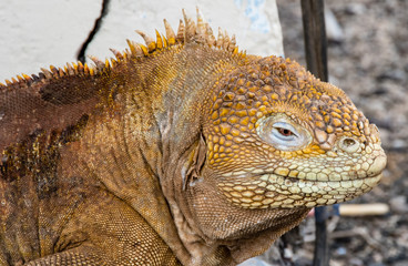 Obraz premium Land iguana in Galpagos Island
