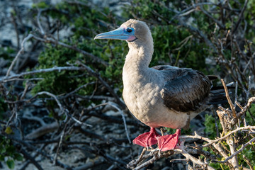 Red footed booby in Genovesa Island in Galapagos archipelago