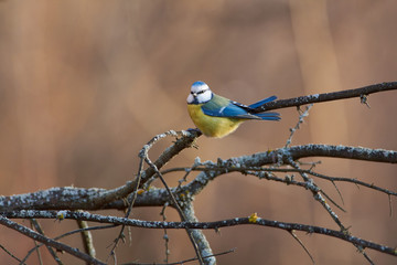 Blue tit sits on a dry branch in the morning in a forest park in late autumn.
