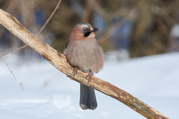 Eurasian jay sits on an oak branch in a clearing in a forest park in winter.