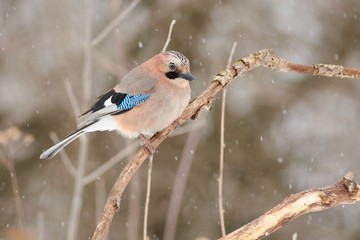 Eurasian jay sits on a dry oak branch under falling snow in the forest in the early spring in the morning.