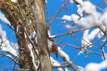 Eurasian nuthatch sits on a tree trunk in hunting pose in the winter forest park.