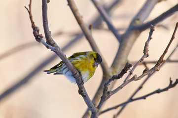 Siskin sits on a branch of a wild apple in the morning in a winter forest park.