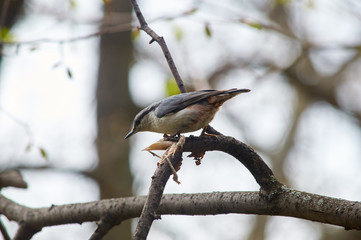 Eurasian nuthatch sits on a branch in hunting pose in the spring forest park.