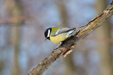 Great tit sits on a branch in the morning in the winter forest park.