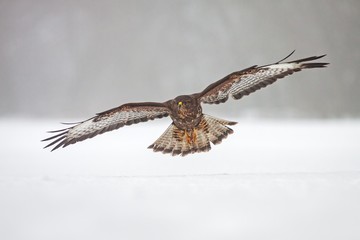 Wild common Buzzard, Buteo buteo, flying over snow. Bird of prey in flight over frosty winter country.