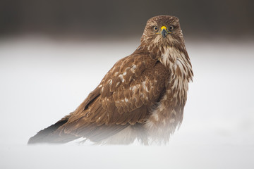 Alert common buzzard, Buteo buteo, sitting on snow in winter. Bird of pray surrounded by frost.