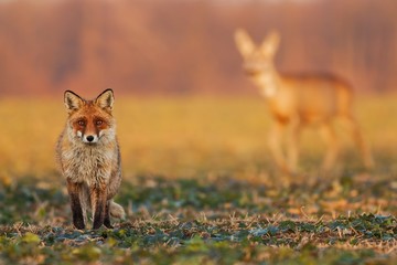 Male fox, vulpes vulpes, standing on the field and watching, roe deer, capreolus capreolus, doe walking in the background. Wildlife scenery with multiple species. Hunter and a prey in one picture.