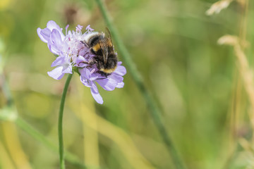 Bee on Scabiosa flower head