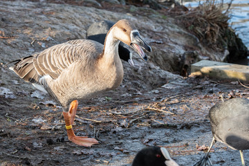 Swan goose at waters edge