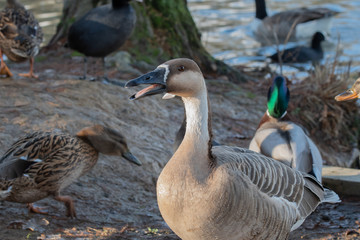 Swan goose on land telling off other waterfowl.
