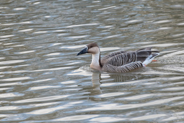Swan goose in the water