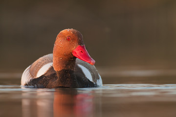 Red-crested Pochard, netta rufna, in the evening light. Wildl bird swimming on the peaceful water. Wilflife scenery from nature.