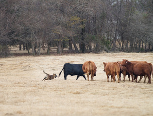 Obraz na płótnie Canvas Dog herding cattle