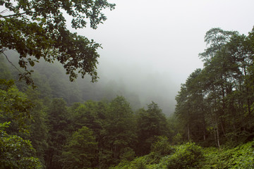 View of forest trees and beautiful nature in fog. The image is captured in Trabzon/Rize area of Black Sea region located at northeast of Turkey.