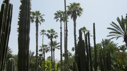 Variety of giant cactus and palm trees 